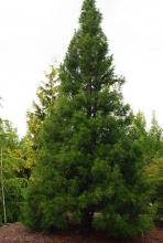 SCIADOPITYS VERTICILLATA `WINTERGREEN` JAPANESE UMBRELLA PINE - In Store Pickup