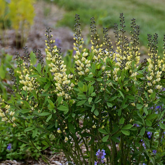 BAPTISIA hybrid DECADENCE `VANILLA CREAM II` - FALSE INDIGO - In Store Pickup