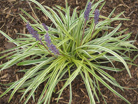 LIRIOPE MUSCARI 'VARIEGATA'  VARIEGATED LILY TURF GRASS - In Store Pickup