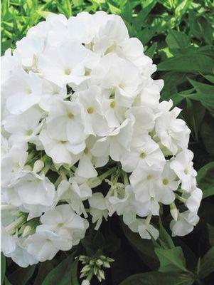 PHLOX `VOLCANO® WHITE` - GARDEN PHLOX - In Store Pickup