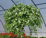 10" Bacopa Hanging basket - Various Colors - In Store Pickup