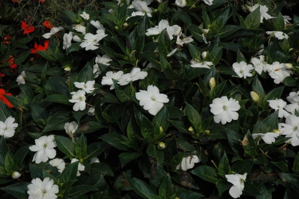 10" New Guinea Impatiens Hanging Basket - Various Colors - In Store Pickup