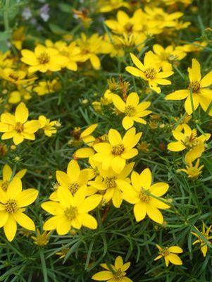 COREOPSIS VERTICILLATA `Zagreb' TICKSEED - In Store Pickup