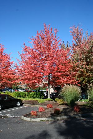 RED MAPLE (ACER RUBRUM) `RED SUNSET` - In Store Pickup