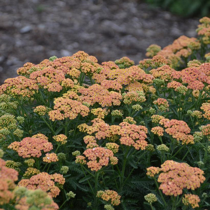 YARROW (ACHILLEA) 'FIREFLY PEACH SKY' - In Store Pickup