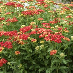 YARROW (ACHILLEA) `STRAWBERRY SEDUCTION` - In Store Pickup