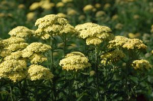 YARROW (ACHILLEA) `SUNNY SEDUCTION` - In Store Pickup