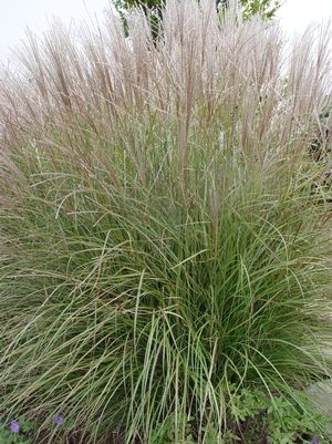 DWARF MAIDEN GRASS (MISCANTHUS SINENSIS) `ADAGIO` - In Store Pickup