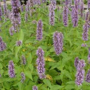 HYSSOP (AGASTACHE X) `BLUE FORTUNE` - In Store Pickup