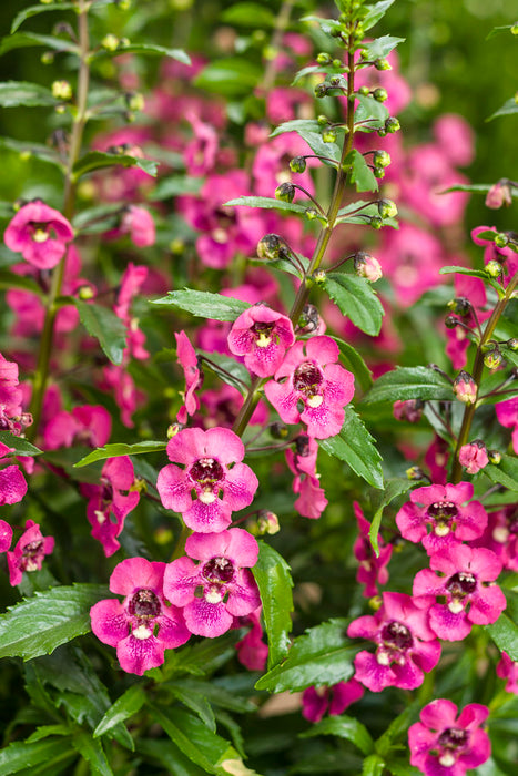 ANGELONIA (ANGELFACE) - In Store Pickup
