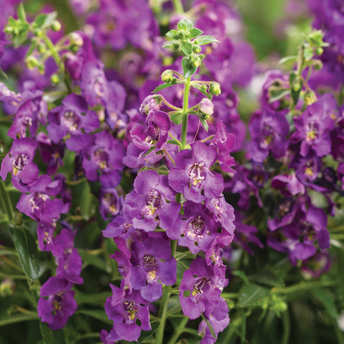 ANGELONIA (ANGELFACE) - In Store Pickup