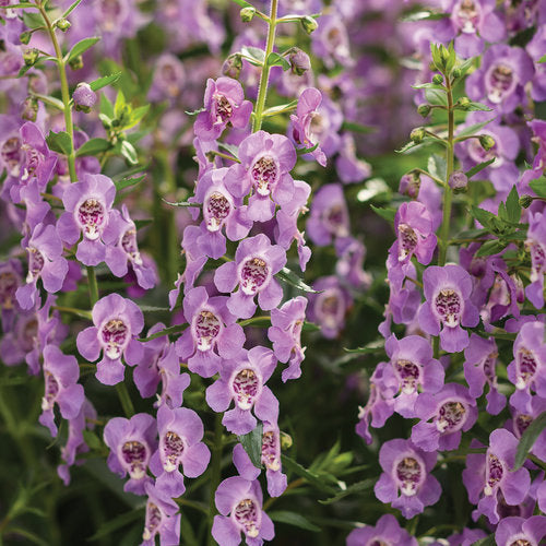 ANGELONIA (ANGELFACE) - In Store Pickup