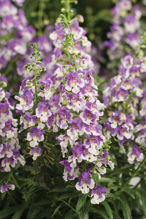 ANGELONIA (ANGELFACE) - In Store Pickup