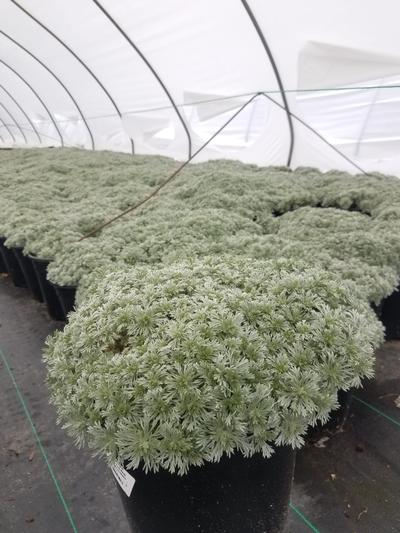 ARTEMISIA SCHMIDTIANA `SILVERMOUND` - In Store Pickup