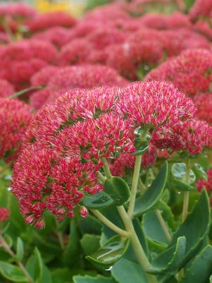SEDUM SPECTABILE `AUTUMN JOY` - In Store Pickup