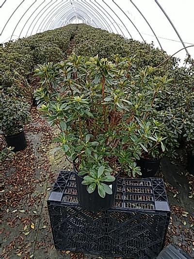 AZALEA `GIRARD`S FUCHSIA` - In Store Pickup