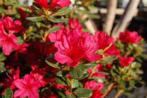 AZALEA `HINO CRIMSON` - In Store Pickup