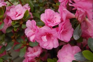 AZALEA 'ROSEBUD' - In Store Pickup