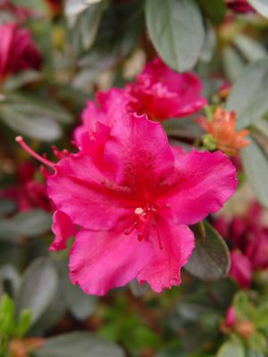 AZALEA `GIRARD`S FUCHSIA` - In Store Pickup