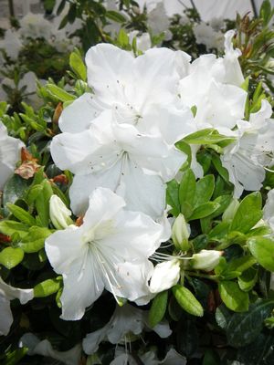 AZALEA `GIRARD`S PLEASANT WHITE` - In Store Pickup
