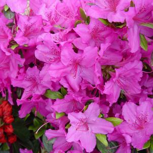 AZALEA `KAREN` - In Store Pickup