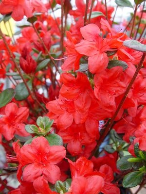 AZALEA `STEWARTSTONIAN` - In Store Pickup