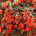 10" Begonia Hanging basket - Various Colors - In Store Pickup