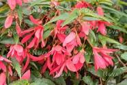 10" Begonia Hanging basket - Various Colors - In Store Pickup