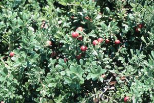 BEARBERRY (ARCTOSTAPHYLOS) MASSACHUSETTS HYBRID - In Store Pickup