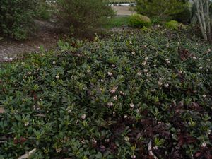 BEARBERRY (ARCTOSTAPHYLOS) MASSACHUSETTS HYBRID - In Store Pickup