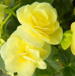 10" Begonia Hanging basket - Various Colors - In Store Pickup