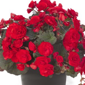 10" Begonia Hanging basket - Various Colors - In Store Pickup