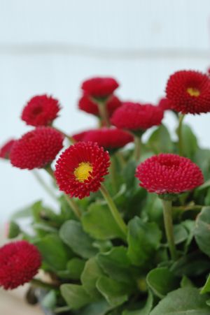 ENGLISH DAISY (BELLIS PERENNIS) BELLISSIMA `RED' - In Store Pickup