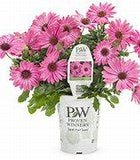 OSTEOSPERMUM - AFRICAN DAISY - Various - In Store PIckup