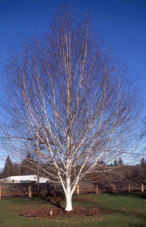 WHITEBARK HIMALAYAN BIRCH (BETULA JACQUEMONTII) - In Store Pickup