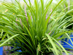 LIRIOPE MUSCARI 'BIG BLUE' LILY TURF GRASS - In Store Pickup