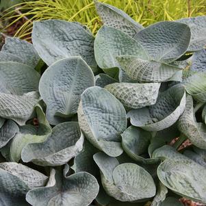 HOSTA `BIG DADDY` - In Store Pickup