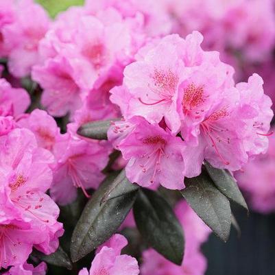 RHODODENDRON `BLACK HAT` - In Store Pickup