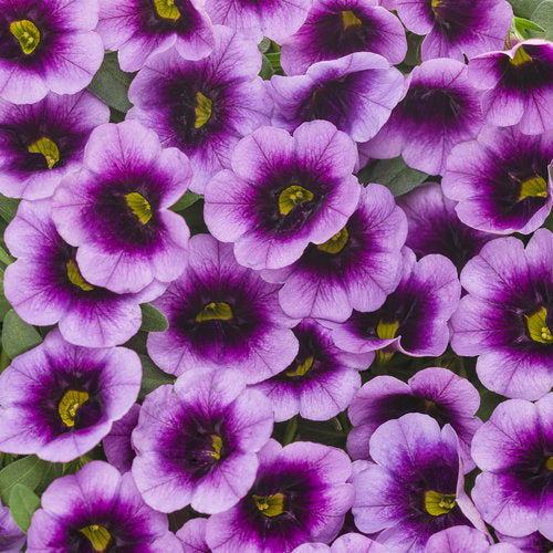 CALIBRACHOA (Superbells) - Various - In Store Pickup