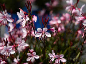WANDFLOWER (GAURA LINDHEIMERI) STEFF 'BLUSH PINK' - In Store Pickup