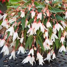 10" Begonia Hanging basket - Various Colors - In Store Pickup