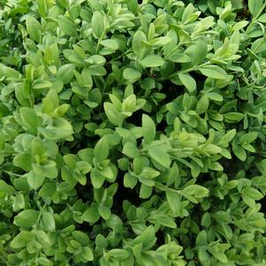 BOXWOOD (BUXUS MICRO. JAP). `GREEN GEM` - In Store Pickup