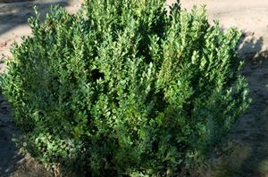 BOXWOOD (BUXUS MICRO. JAP.) `GREEN MOUNTAIN` - In Store Pickup