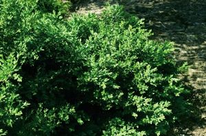 BOXWOOD (BUXUS MICRO. JAP.) `GREEN VELVET` - In Store Pickup