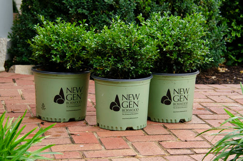 BOXWOOD (BUXUS NEWGEN) `INDEPENDENCE` - In Store Pickup