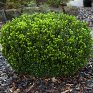 BOXWOOD (BUXUS MICRO.) `WINTER GEM` - In Store Pickup