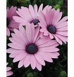 OSTEOSPERMUM - AFRICAN DAISY - Various - In Store PIckup