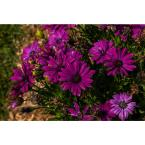 OSTEOSPERMUM - AFRICAN DAISY - Various - In Store PIckup