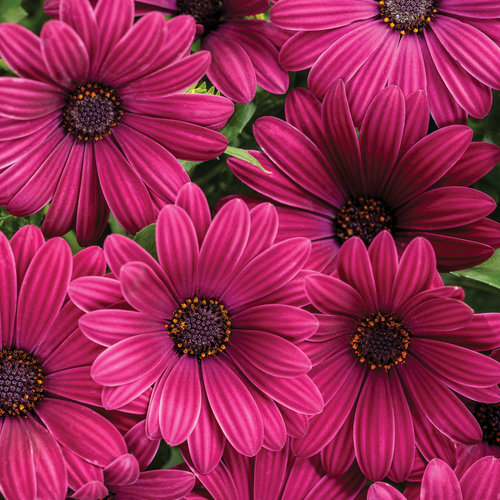 OSTEOSPERMUM - AFRICAN DAISY - Various - In Store PIckup