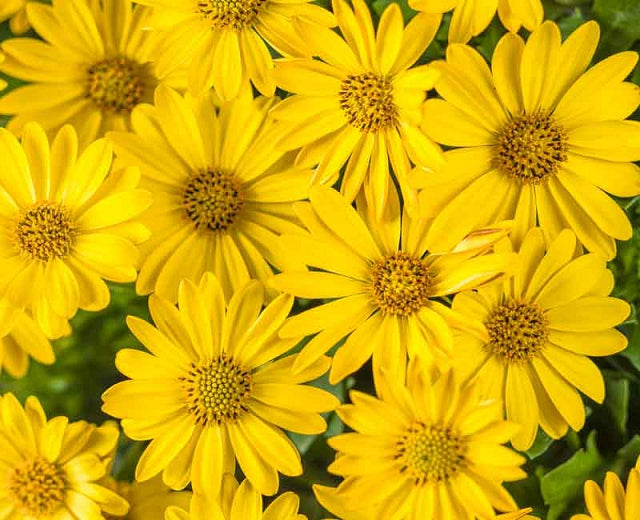 OSTEOSPERMUM (BRIGHT LIGHTS) - Proven Winner - In Store Pickup